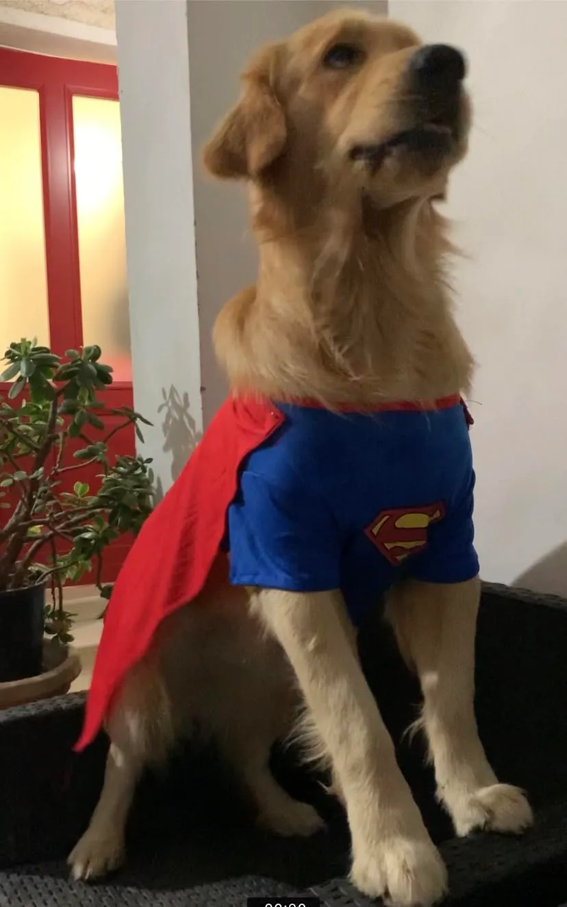 Funidelia Superman costume cane taglia S blu ufficiale