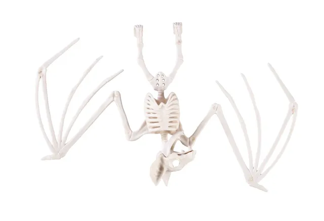 P'tit Clown re22239 scheletro pipistrello 30 cmHalloween