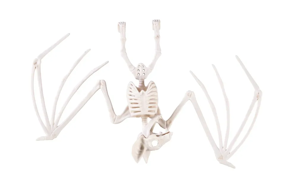 P'tit Clown re22239 scheletro pipistrello 30 cmHalloween