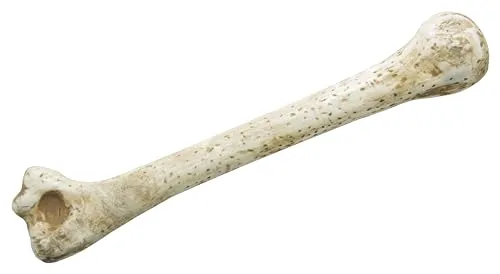 P'tit Clown osso preistorico accessorio cavernicolo 28 cm