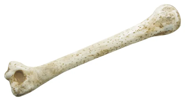 P'tit Clown osso preistorico accessorio cavernicolo 28 cm