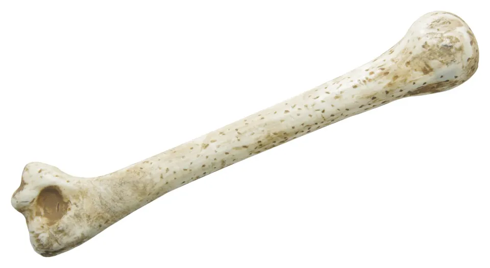 P'tit Clown osso preistorico accessorio cavernicolo 28 cm