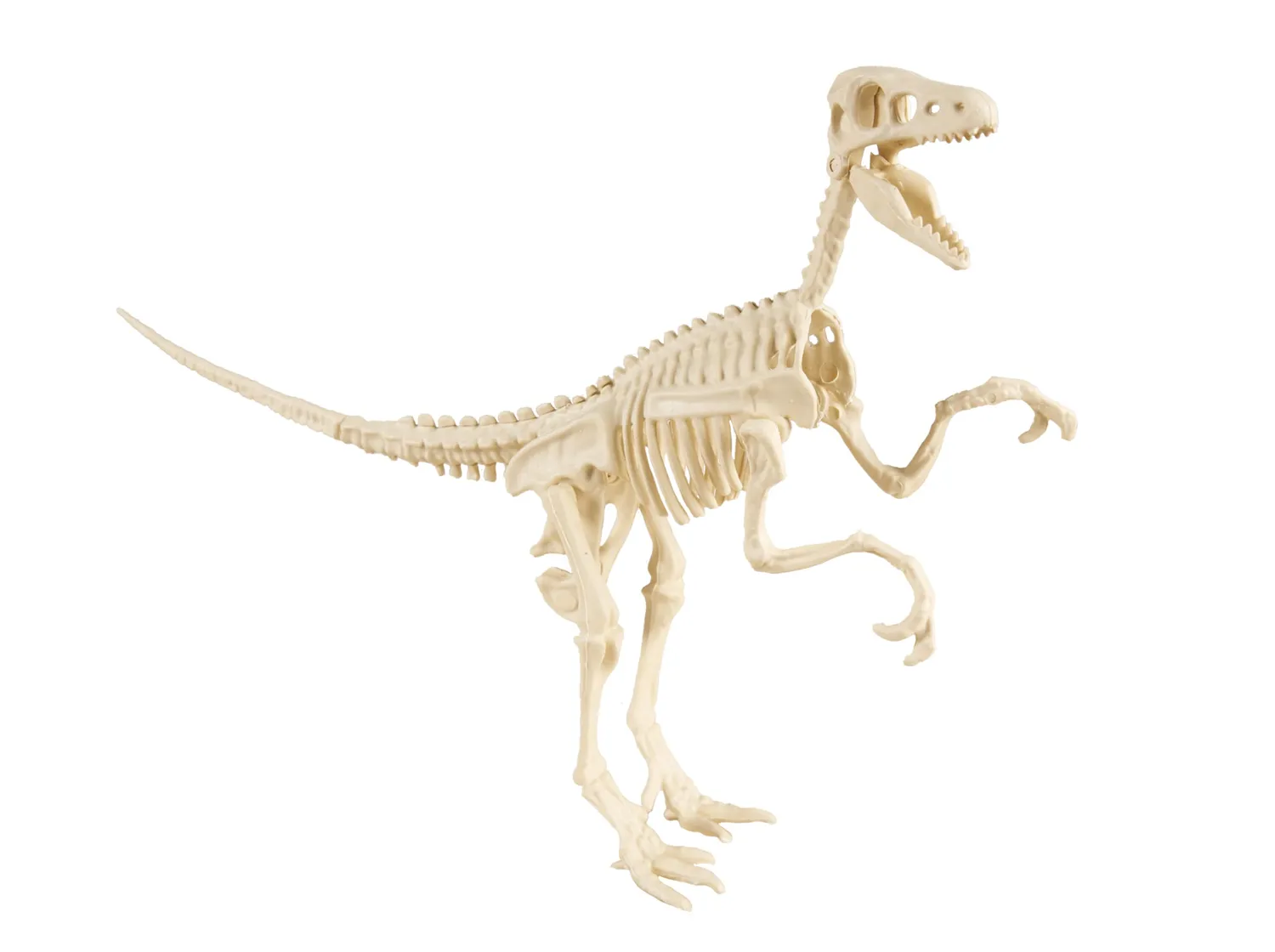 P'tit Clown scheletro dinosauro decorazione modello casuale