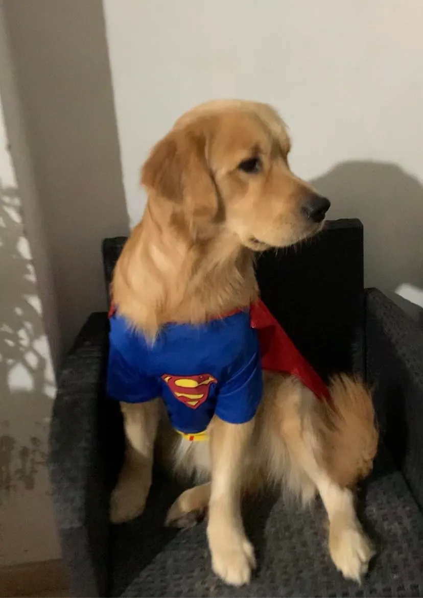 Funidelia Superman costume cane taglia S blu ufficiale